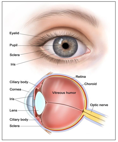 Transplantation of Human Organs and Tissues (Amendment) Rules, 2025