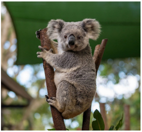 Vaccine to Save Koalas from Chlamydia Infection