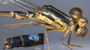 SPECIES IN NEWS