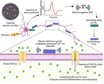 Nanomaterial that stimulates brain cells without surgery