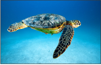 Green Sea Turtle
