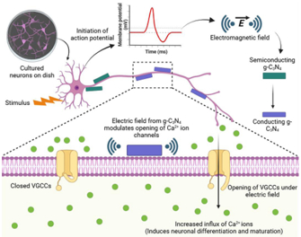 Nanomaterial that stimulates brain cells without surgery