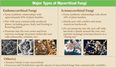Mycorrhizal Fungi