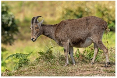 Nilgiri Tahr Census 2025